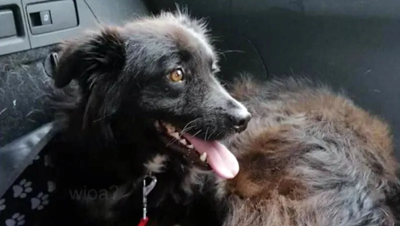 vermiste hobd jamie 1