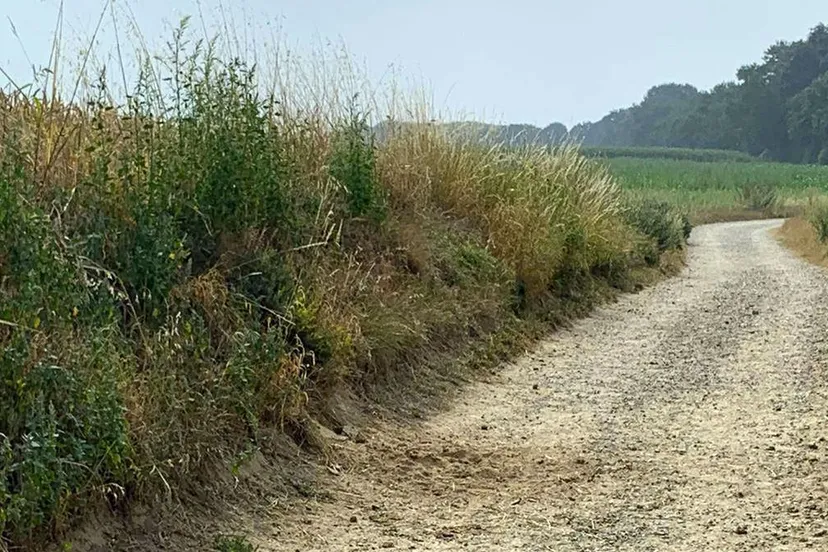 vernield wespennest berm kollenberg