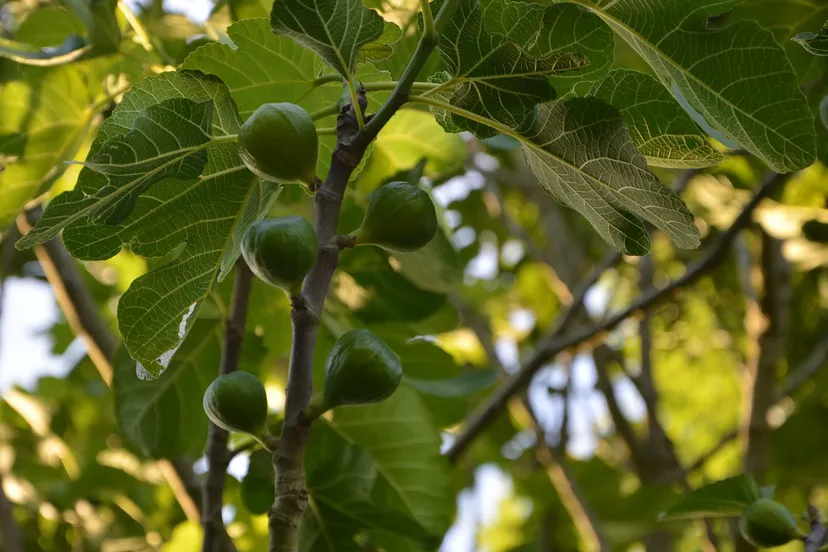 vijgenboom cc0 pixabay