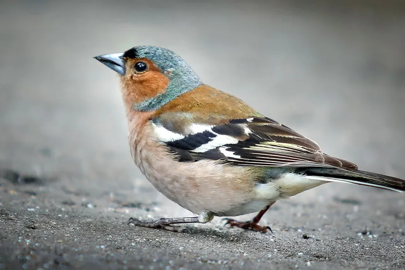 vink cc0 via pixabay chaffinch 2491484 1280
