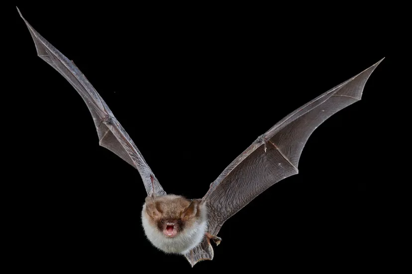 vleermuis hli 3986 henk heijligers