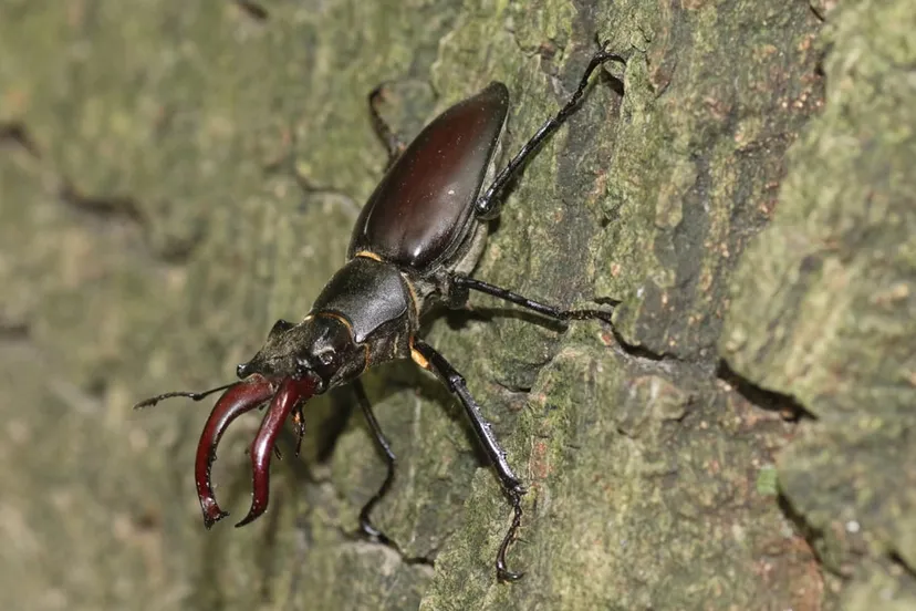 vliegend hert c rob geraeds