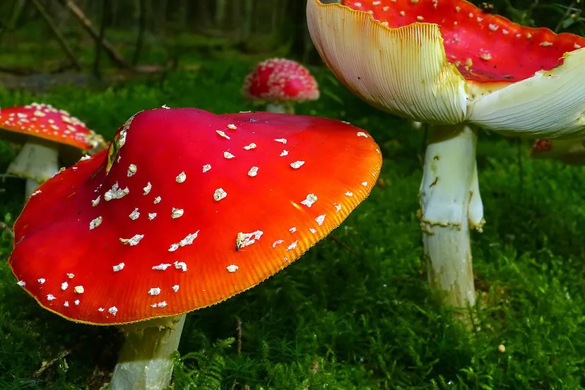 vliegenzwam cc0 pixabay