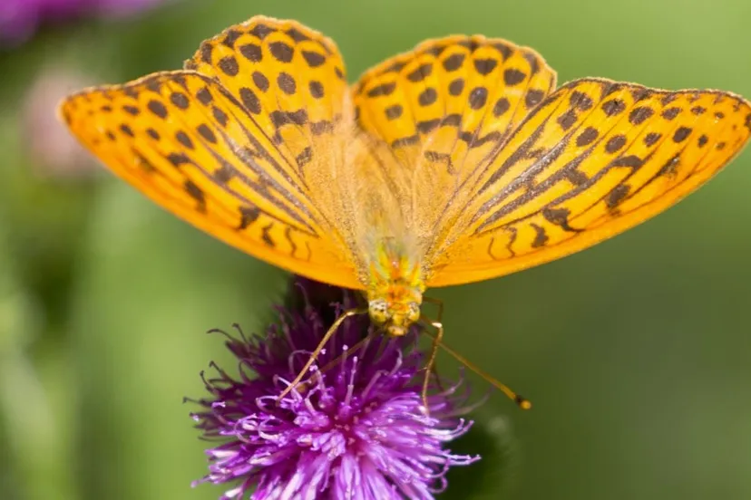 vlindertelling vlinder keizersmantel