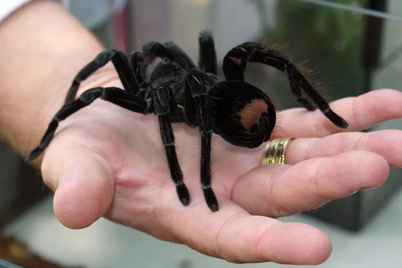 vogelspin op hand groot