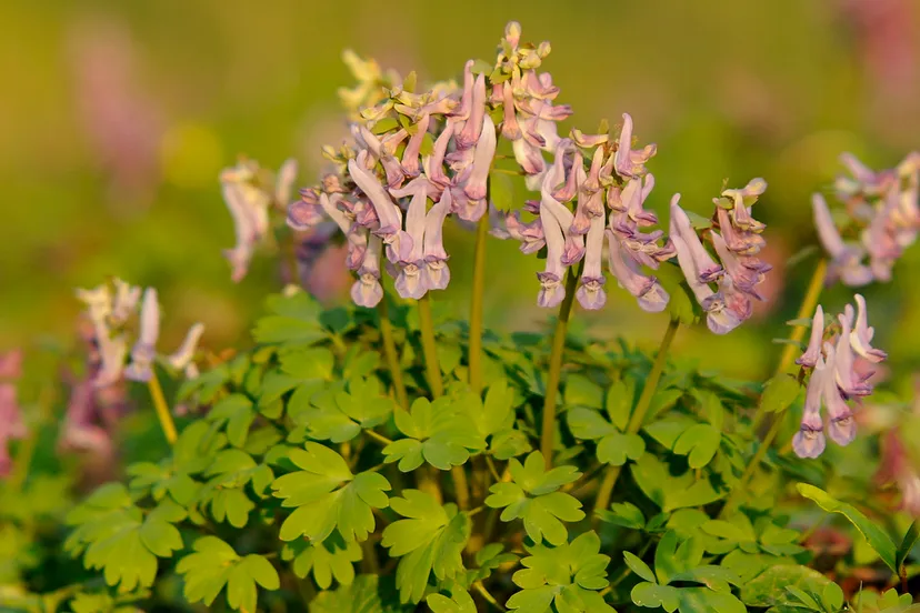 voorjaarshelmbloem sll henk heijligers