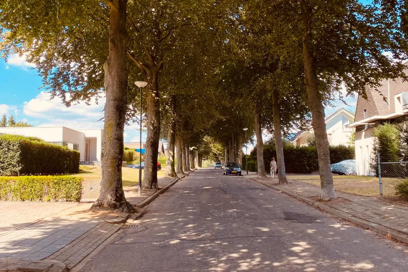 vredeslaan beuken limbricht