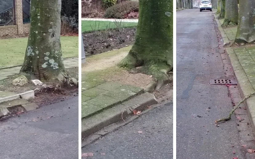 vredeslaan limbricht bomen 1