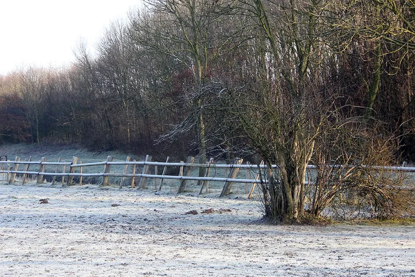 vrieskou vorst aan de grond wei bij ten eysden daniken