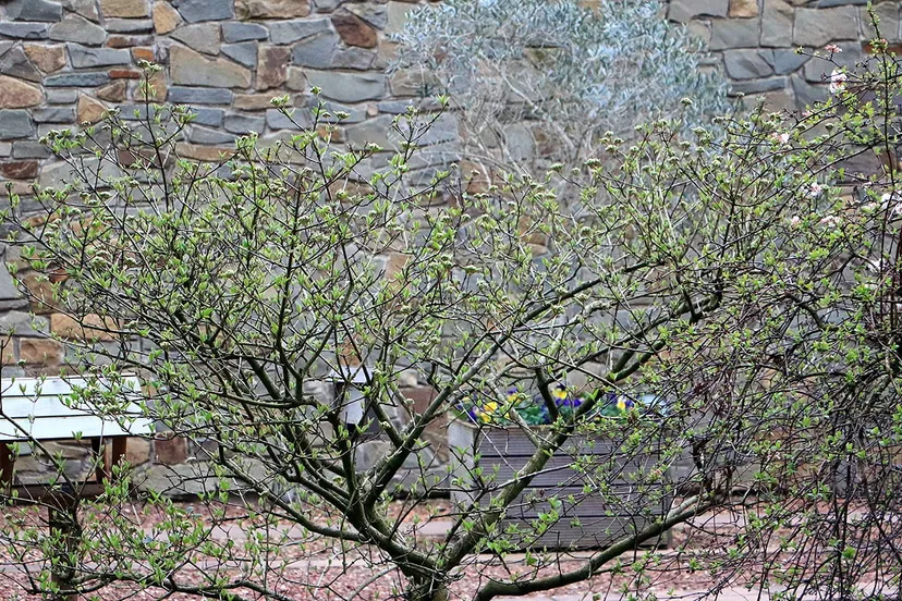 vroege start van de lente in 2020