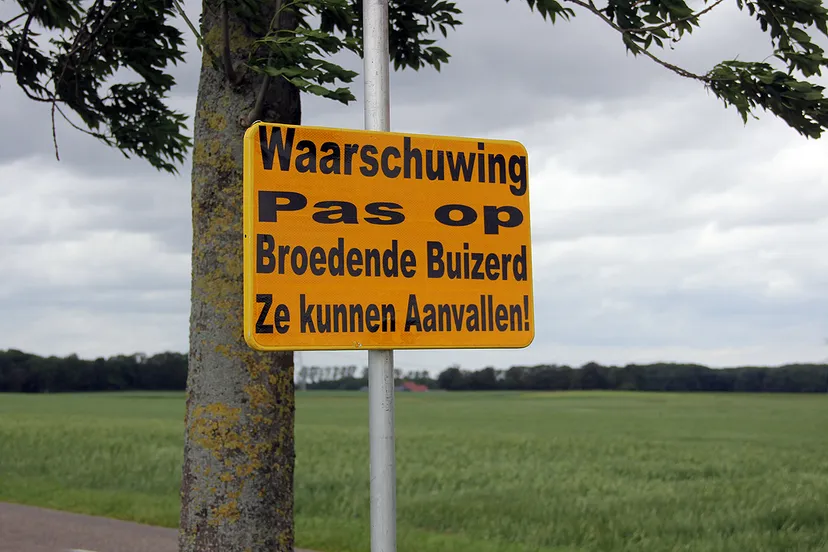 waarschuwing voor agressieve broedende buizerd