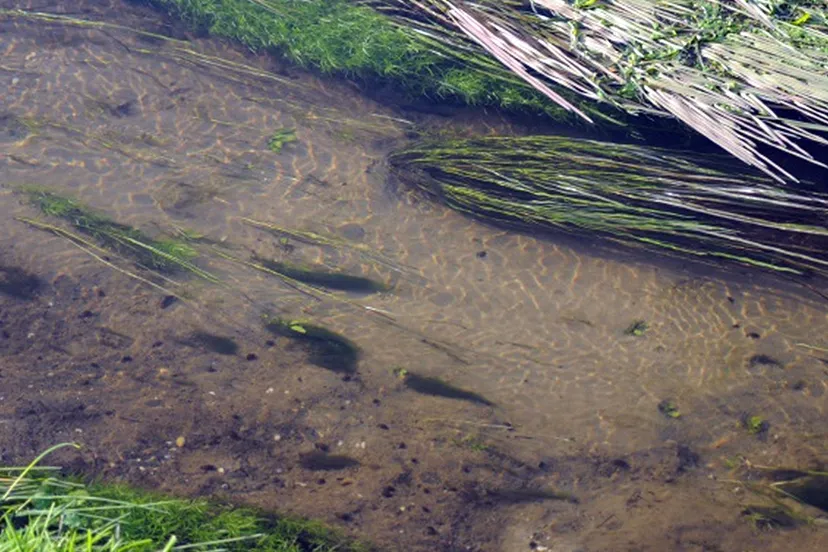 wandeling ivn ohe en laak