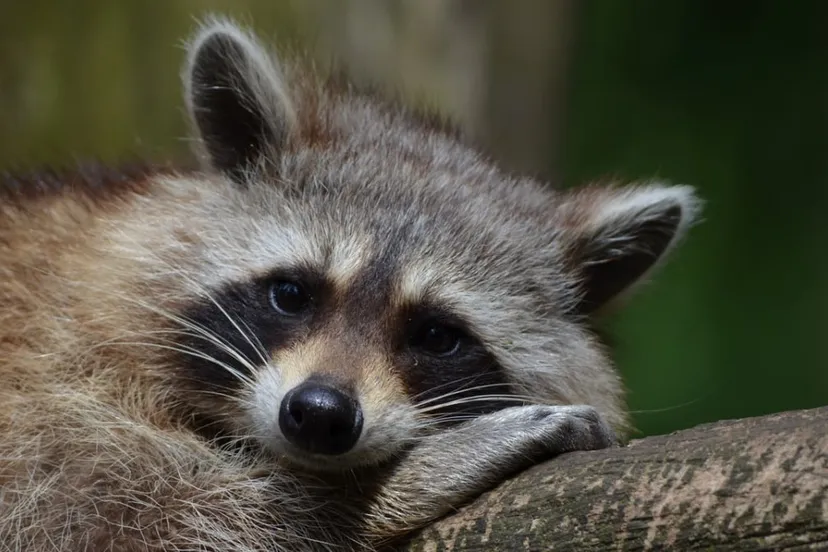 wasbeer nature animal wildlife mammal fauna close up 1112152 pxherecom