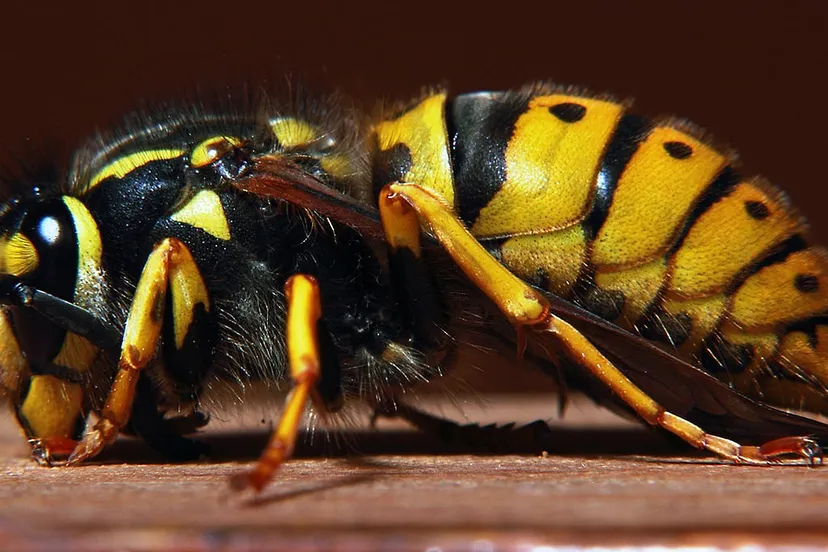 wasp 257730 1280 wesp