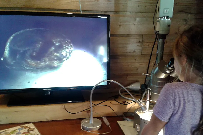 waterdiertjes microscoop zoekkaart