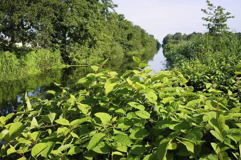 waterschap bestrijding japanse duizendknoop