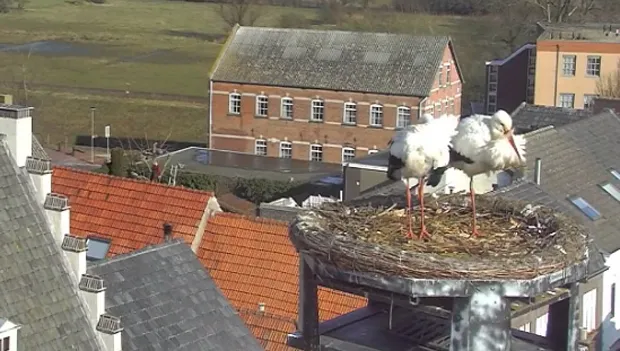 webcam ooievaar gennep