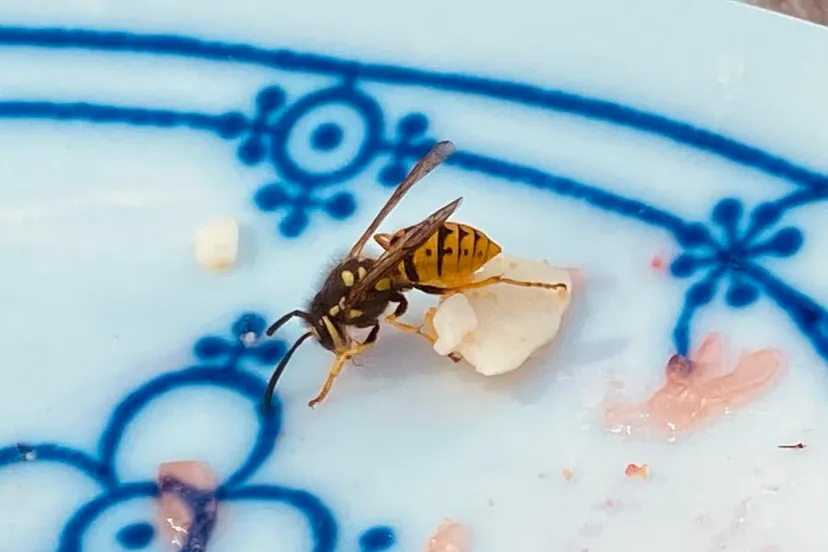 wesp op gebaksbordje