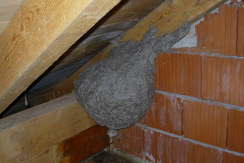 wespennest manuel egger cc by sa 30