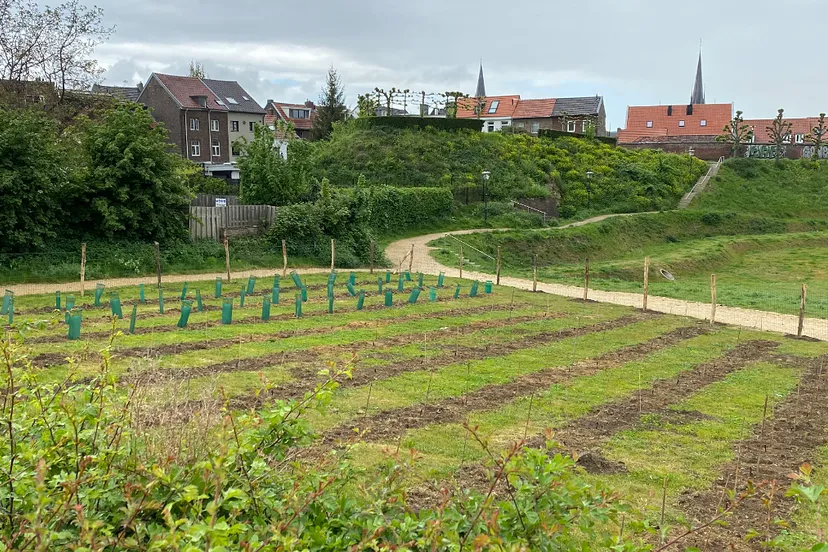 wijngaard bij fort sanderbout in sittard