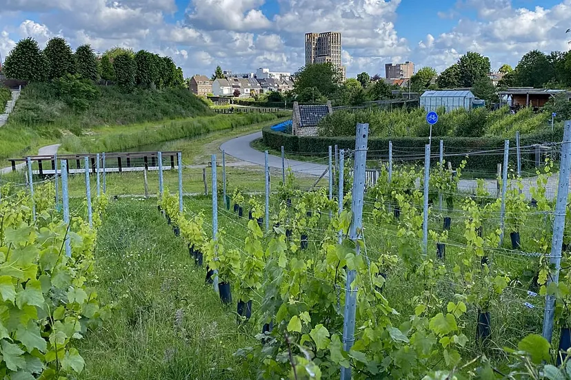 wijngaard fort sanderbout geheime tuinen festival