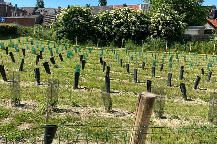 wijngaard fort sanderbout jonge aanplant