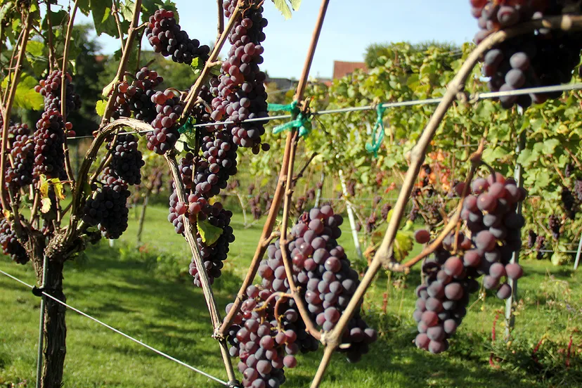 wijnoogst fort sanderbout wien van de wal 2018 1