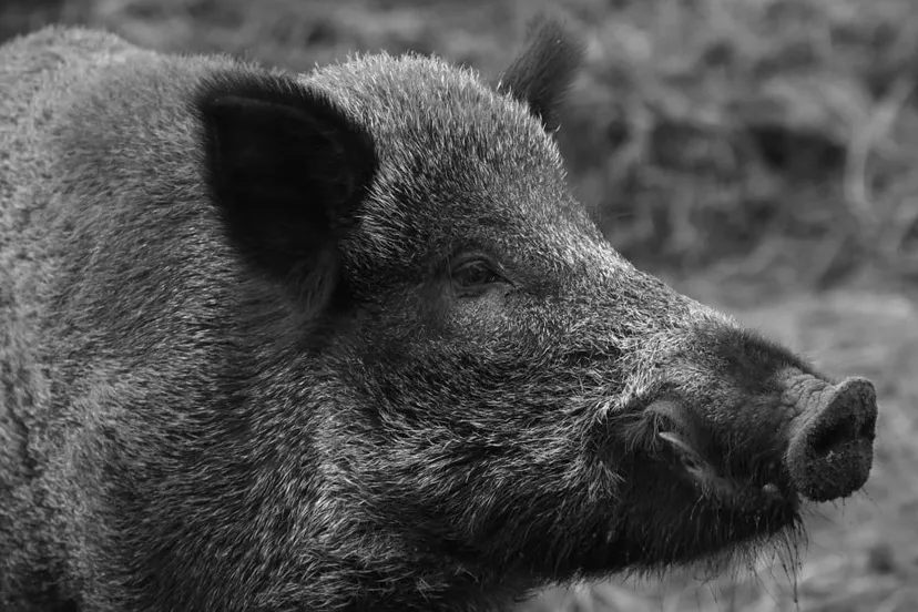 wild zwijn cc0 pxhere