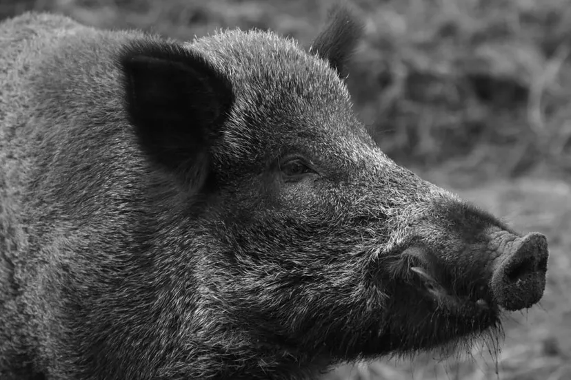 wild zwijn cc0 via pxhere