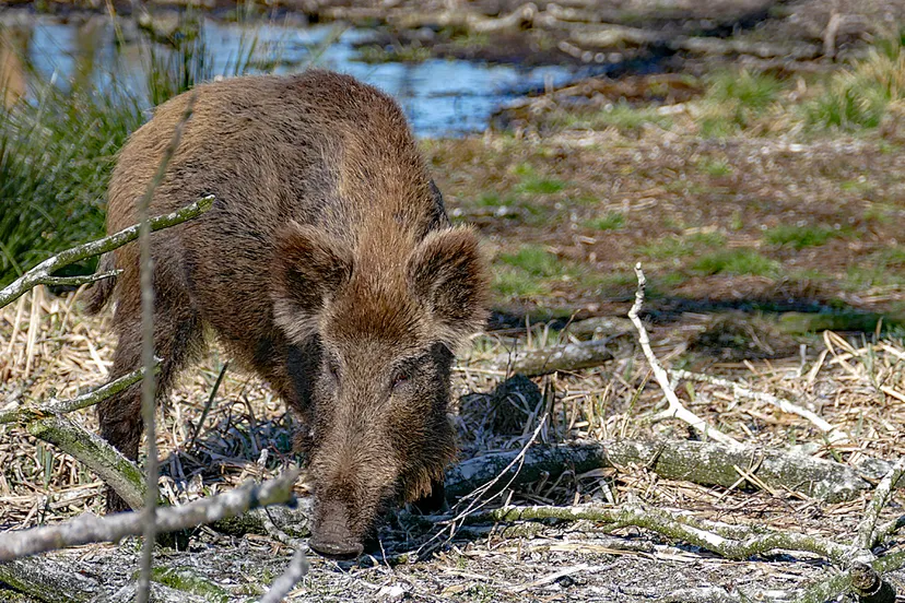 wild zwijn
