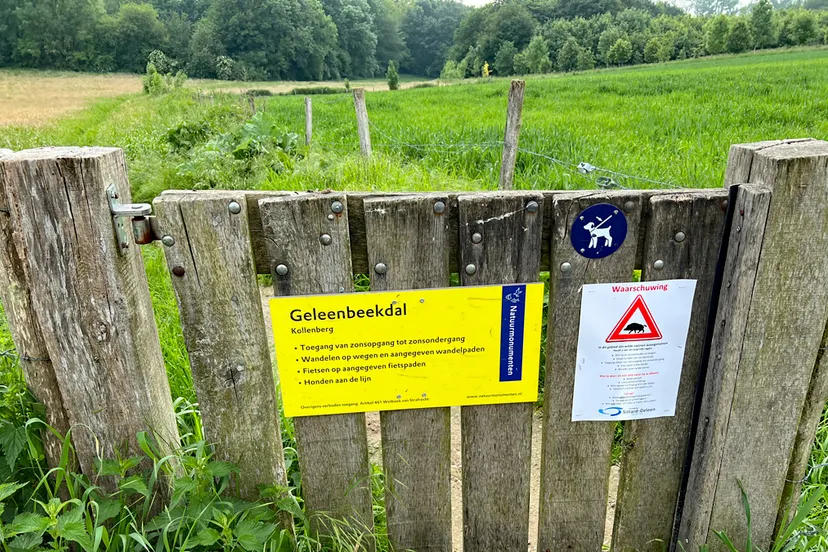 wilde zwijnen 2024 geleenbeekdal