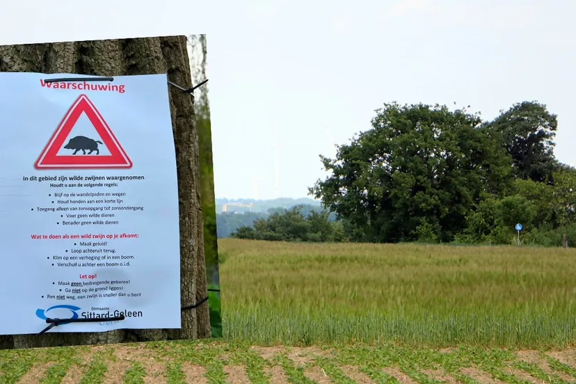 wilde zwijnen kollenberg sittard mei 2023