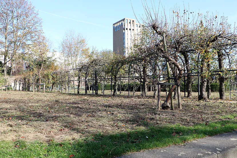 wildernis ursulinentuin gesnoeid