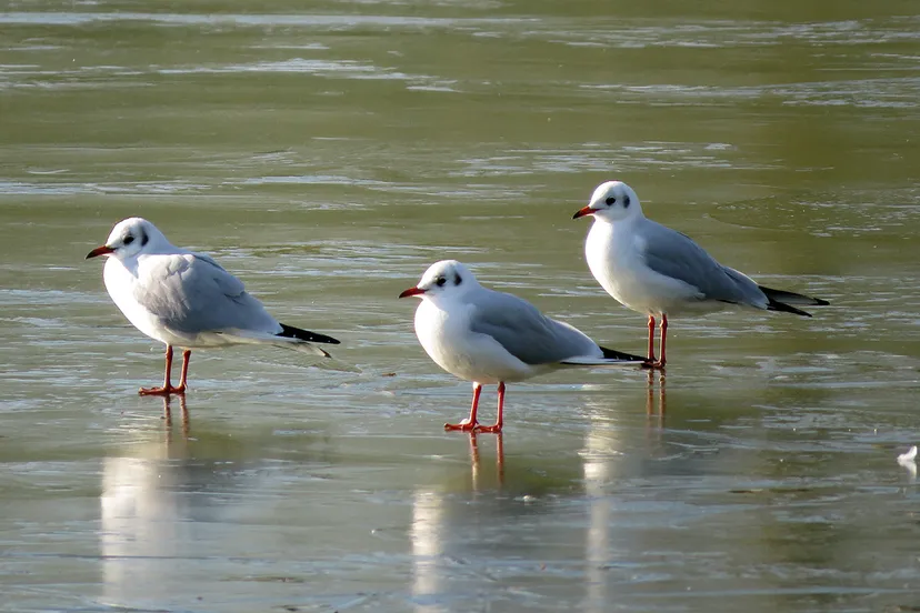winter januari 2018 tom bloem 1