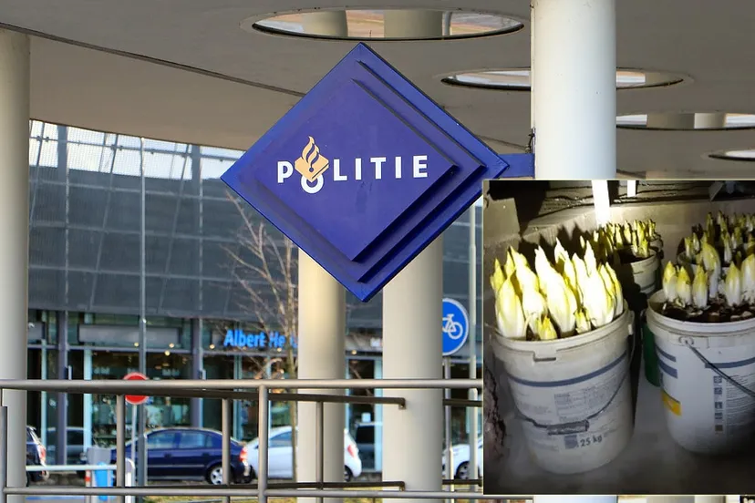 witlofplantage geleen