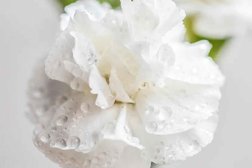 witte anjer cc0 pixabay