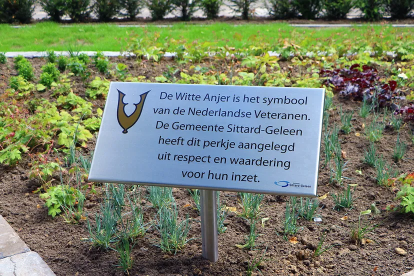 witte anjerperkje sittard geleen img 3978