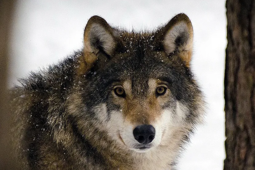 wolf 2106894 1280 cc0 pixabay