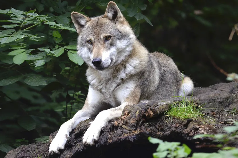 wolf cc0 pixabay 1336229 1280