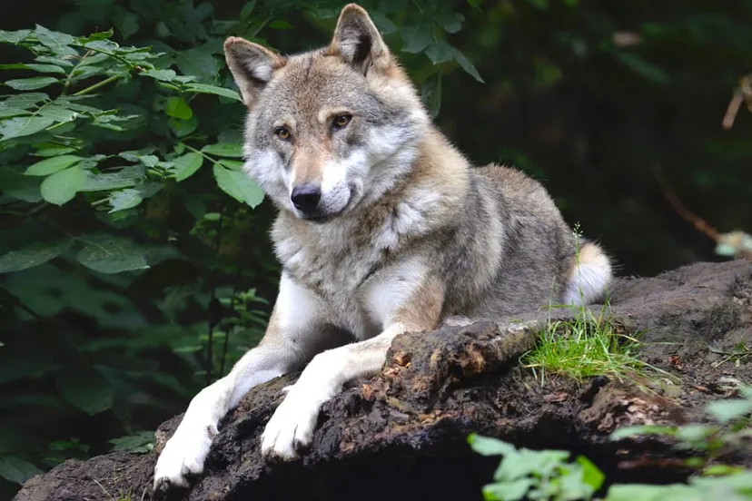 wolf cc0 via pixabay