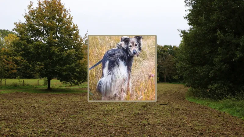 wolstjok vermist op schwienswei sittard