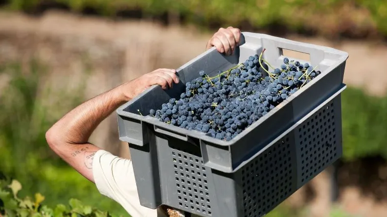 wzlvg1kc99ksh8ib4mzsruf6t hq druiven wijn