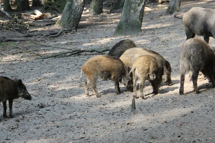 xhcmjqgkr2o160glomrohktbm groot wild zwijnen