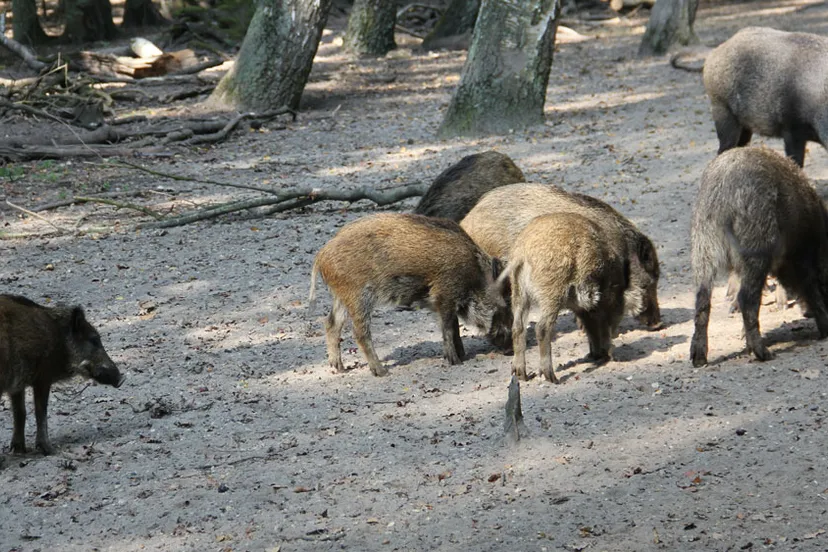 xhcmjqgkr2o160glomrohktbm groot wild zwijnen