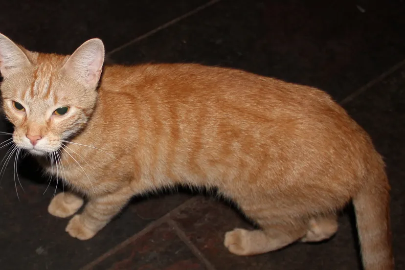 xuj2shf8u7zl2c1ixx53upvvy poes rode kater 2