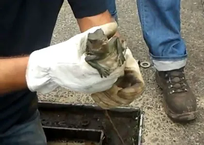 yeti9ns6plp1pn1ll520wfcl6 81594