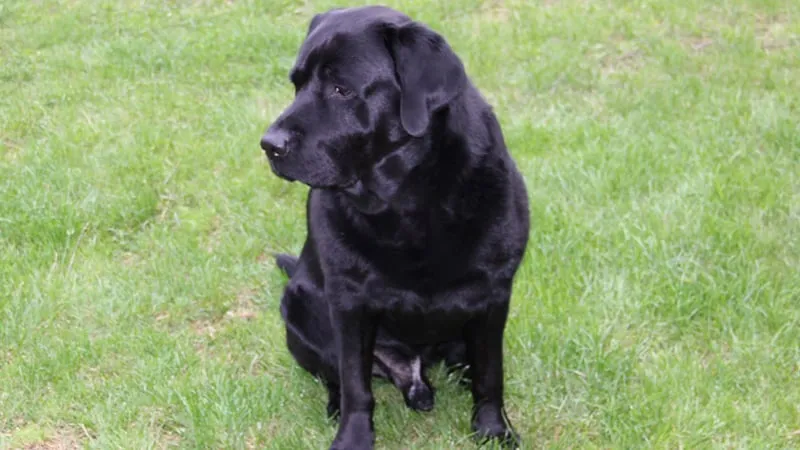 yh4tu2rgs0a5q70d8ewzsbxt8 bodie2