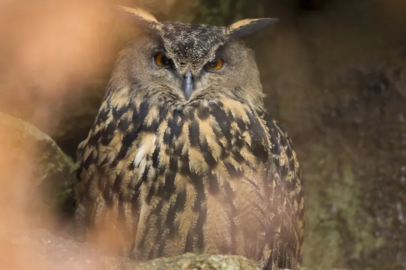 z4b66ufcqkh4u8vvf8barz110 oehoegrootsteuilvaneuropahqfotonovum