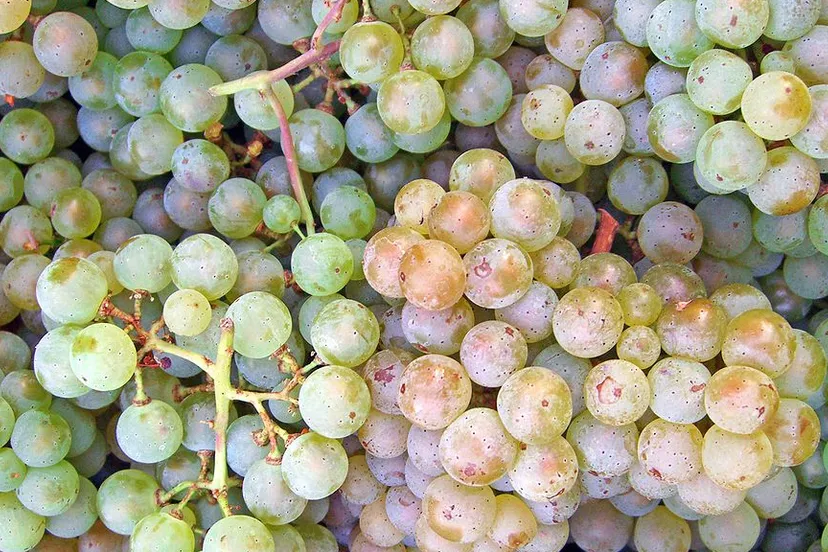 z6sg1o781wzw6a7odfwbda2r6 pinot blanc druif themightyquill pinot blanc cc by sa 2