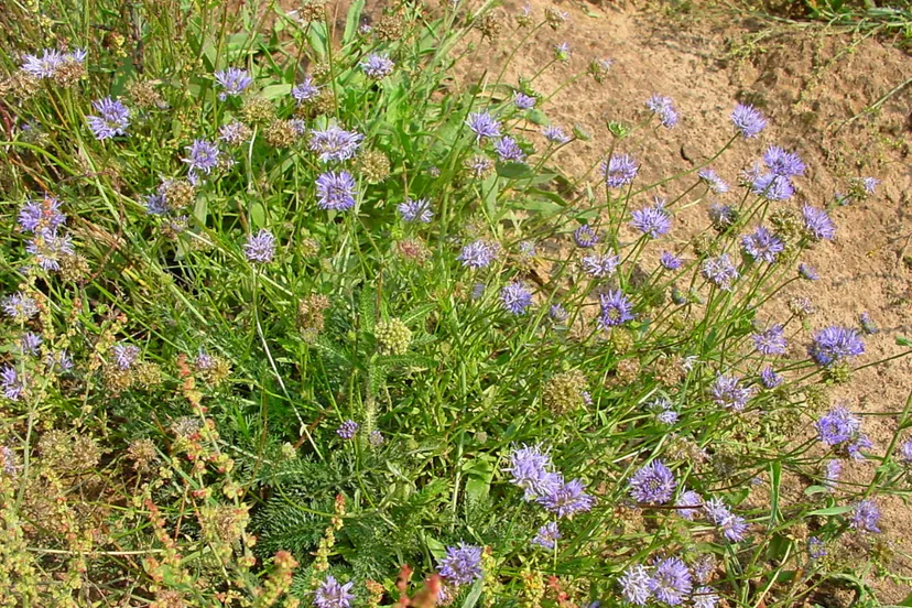 zandblauwtje renegerats